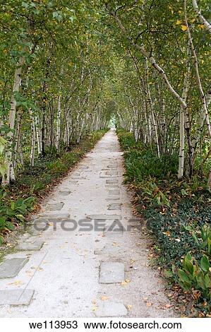 A walkway lined with Lily of the Valley flowers and Birch Trees View Large Photo Image Stock Image - A walkway lined with Lily of the Valley flowers and Birch Trees. Fotosearch