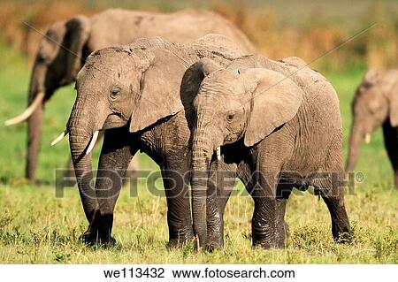 African Elephants strolling to the Marsh View Large Photo Image Stock Image - African Elephants strolling to the Marsh. Fotosearch
