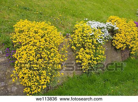 Alyssum saxatile and White Rock plant growing down a wall View Large Photo Image Stock Photograph - Alyssum saxatile and White Rock plant growing down a wall. Fotosearch