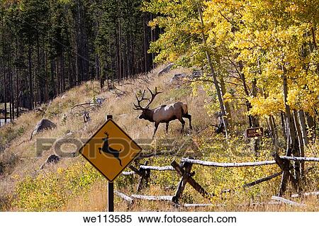 Stock Photography - Amusing image of elk emerging from woods and crossing in front of deer crossing sign in Rocky Mountain National Park in Colorado. Fotosearch