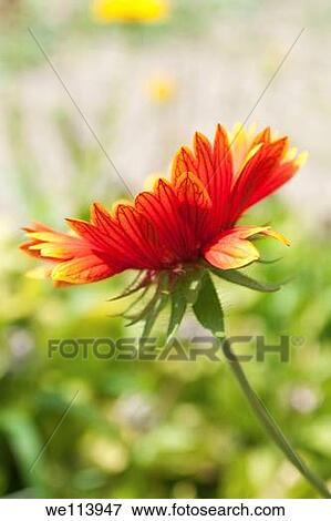 An underview of a red Gaillardia flower View Large Photo Image Stock Photo - An underview of a red Gaillardia flower. Fotosearch