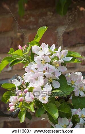 Apple Blossom, Wales View Large Photo Image Stock Photo - Apple Blossom, Wales. Fotosearch