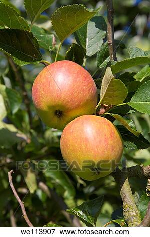 Apples growing on a tree, Wirral, England View Large Photo Image Stock Photo - Apples growing on a tree, Wirral, England. Fotosearch