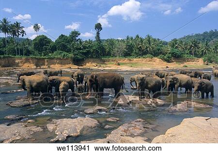 Asian elephants elephas maximus on Maha Oya river, Pinnawela Orphanage, Kegalle near Kandy, Sri Lanka View Large Photo Image Stock Image - Asian elephants elephas maximus on Maha Oya river, Pinnawela Orphanage, Kegalle near Kandy, Sri Lanka. Fotosearch