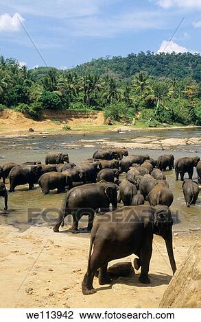 Asian elephants elephas maximus on Maha Oya river, Pinnawela Orphanage, Kegalle near Kandy, Sri Lanka View Large Photo Image Stock Image - Asian elephants elephas maximus on Maha Oya river, Pinnawela Orphanage, Kegalle near Kandy, Sri Lanka. Fotosearch