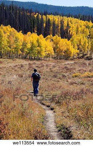 Picture - Asian man walking along a trail in a meadow toward grove of yellow aspen trees in autumn in Colorado. Fotosearch