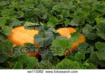 Stock Image - Atlantic giant pumpkins in a vegetable garden in the Fall. Fotosearch