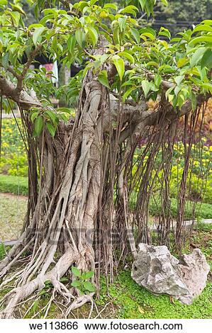 Bonsai gardens, Hanoi, Vietnam View Large Photo Image Stock Photograph - Bonsai gardens, Hanoi, Vietnam. Fotosearch