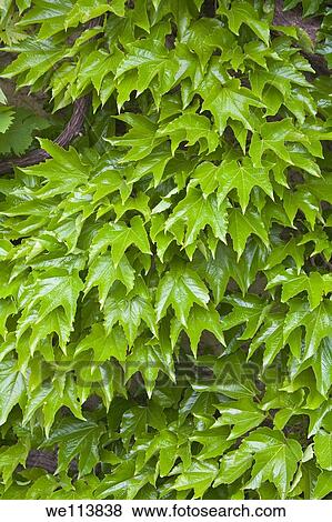 Stock Photo - Boston Ivy growing up wall, England. Fotosearch