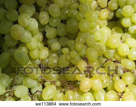 Picture - Bunches of grapes. Fotosearch