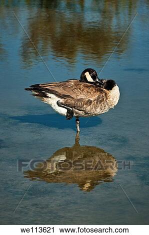 Canadian goose standing on one leg View Large Photo Image Stock Image - Canadian goose standing on one leg. Fotosearch