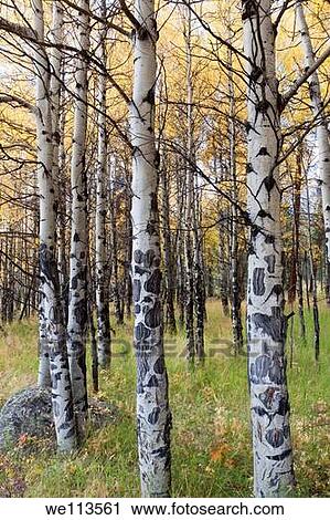 Closeup of white bark of aspen trees growing in a grassy meadow in autum View Large Photo Image Stock Image - Closeup of white bark of aspen trees growing in a grassy meadow in autum. Fotosearch