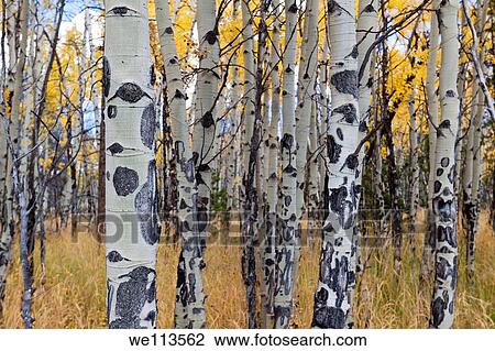 Closeup of white bark of aspen trees growing in a meadow in autum View Large Photo Image Stock Image - Closeup of white bark of aspen trees growing in a meadow in autum. Fotosearch
