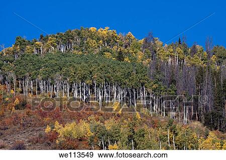 Colorful hillside with groves of aspen trees changing color in autumn against clear blue sky View Large Photo Image Stock Photo - Colorful hillside with groves of aspen trees changing color in autumn against clear blue sky. Fotosearch