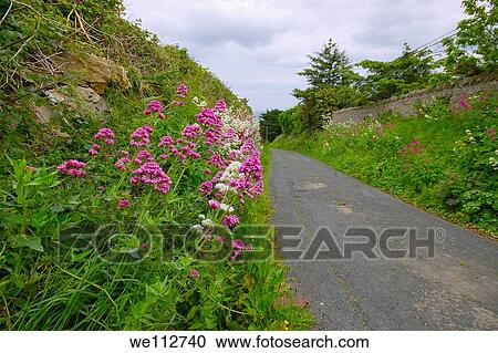 Stock Image - Country road in Co. Dublin, Ireland.. Fotosearch