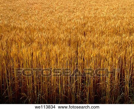 Field of Wheat View Large Photo Image Picture - Field of Wheat. Fotosearch