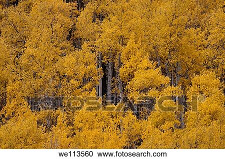 Fluttering yellow leaves of grove of aspen trees in autumn View Large Photo Image Stock Image - Fluttering yellow leaves of grove of aspen trees in autumn. Fotosearch