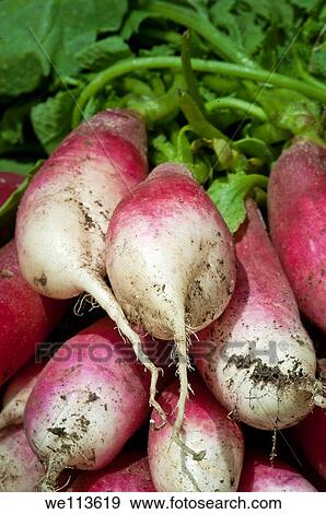 Fresh radish harvest View Large Photo Image Stock Photo - Fresh radish harvest. Fotosearch