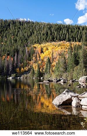 Picture - Glowing yellow leaves of aspen trees reflecting in water of Bear Lake in Rocky Mountain National Park in Colorado. Fotosearch