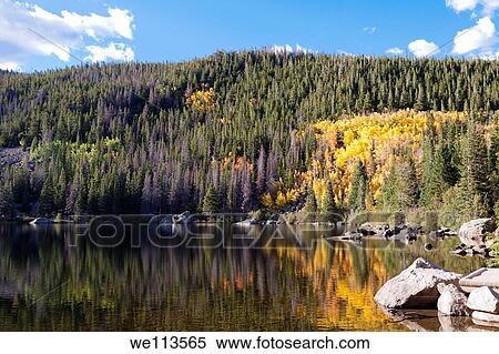 Stock Photography - Glowing yellow leaves of aspen trees reflecting in water of Bear Lake in Rocky Mountain National Park in Colorado. Fotosearch