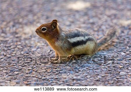 Golden Mantled ground squirrel, Spermophilius lateralis, Alberta, Canada View Large Photo Image Stock Photo - Golden Mantled ground squirrel, Spermophilius lateralis, Alberta, Canada. Fotosearch