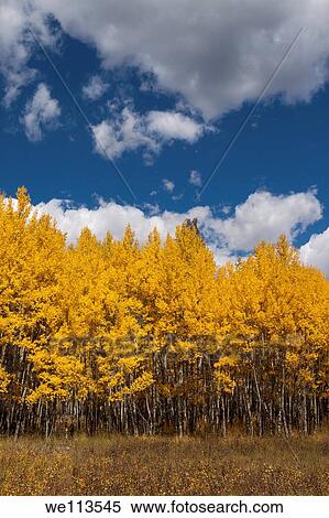 Grove of aspen trees with glowing yellow leaves growing in a grassy meadow View Large Photo Image Stock Photography - Grove of aspen trees with glowing yellow leaves growing in a grassy meadow. Fotosearch