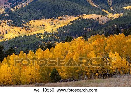 Grove of glowing yellow aspen trees in the mountains of Colorado in autumn View Large Photo Image Stock Image - Grove of glowing yellow aspen trees in the mountains of Colorado in autumn. Fotosearch