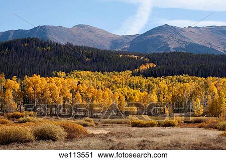 Grove of yellow aspens growing from a meadow into a hillside of evergreen trees in Rocky Mountains in Colorado View Large Photo Image Stock Image - Grove of yellow aspens growing from a meadow into a hillside of evergreen trees in Rocky Mountains in Colorado. Fotosearch