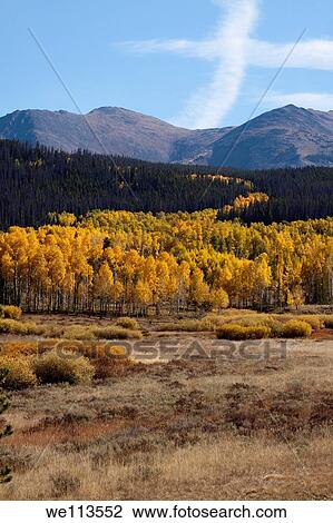 Stock Image - Grove of yellow aspens growing from a meadow into a hillside of evergreen trees in Rocky Mountains in Colorado. Fotosearch