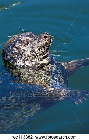 Harbour seal, Phoca vitulina, Victoria, Vancouver Island, British Columbia, Canada View Large Photo Image Stock Image - Harbour seal, Phoca vitulina, Victoria, Vancouver Island, British Columbia, Canada. Fotosearch