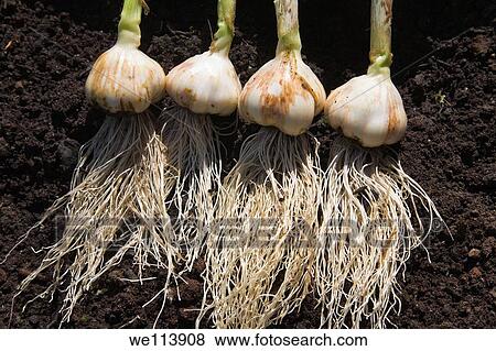Home grown garlic left to dry in the sun, Wirral, England View Large Photo Image Stock Photo - Home grown garlic left to dry in the sun, Wirral, England. Fotosearch