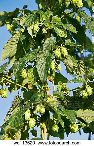 Hops plant, Humulus lupulus View Large Photo Image Stock Image - Hops plant, Humulus lupulus. Fotosearch