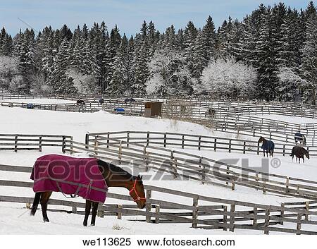 Stock Photography - Horses in paddocks in winter beside a snow covered forest in Cedar Valley Ontario Canada. Fotosearch