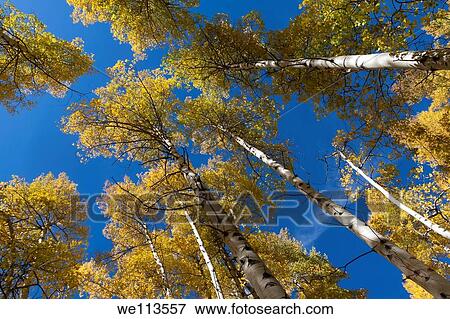 Looking up at tops of aspen trees with yellow leaves in autumn in Rocky Mountains of Colorado View Large Photo Image Stock Photo - Looking up at tops of aspen trees with yellow leaves in autumn in Rocky Mountains of Colorado. Fotosearch