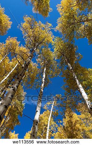 Looking up at tops of aspen trees with yellow leaves in autumn in Rocky Mountains of Colorado View Large Photo Image Stock Photograph - Looking up at tops of aspen trees with yellow leaves in autumn in Rocky Mountains of Colorado. Fotosearch