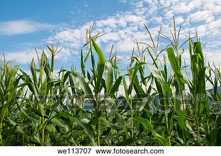 Maize plant. Asturias, Spain. View Large Photo Image Stock Photo - Maize plant. Asturias, Spain.. Fotosearch