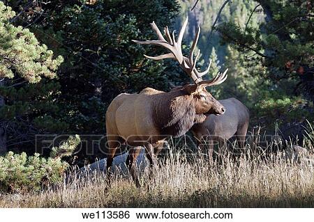 Male elk with full rack of antlers standing in a meadow in Rocky Mountain National Park in Colorado View Large Photo Image Stock Photograph - Male elk with full rack of antlers standing in a meadow in Rocky Mountain National Park in Colorado. Fotosearch