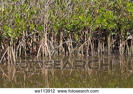 Mangroves, J N Ding Darling wildlife refuge, Sanibel Island, Florida, USA View Large Photo Image Stock Image - Mangroves, J N Ding Darling wildlife refuge, Sanibel Island, Florida, USA. Fotosearch