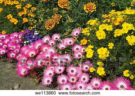 Stock Image - Mesembryanthemums and Marigolds. Fotosearch