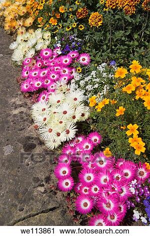Mesembryanthemums and Marigolds View Large Photo Image Stock Image - Mesembryanthemums and Marigolds. Fotosearch