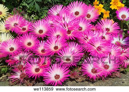 Stock Photo - Mesembryanthemums. Fotosearch