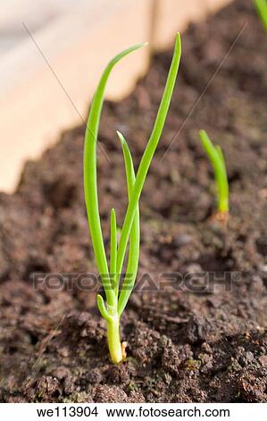 Onions growing in a raised bed View Large Photo Image Picture - Onions growing in a raised bed. Fotosearch