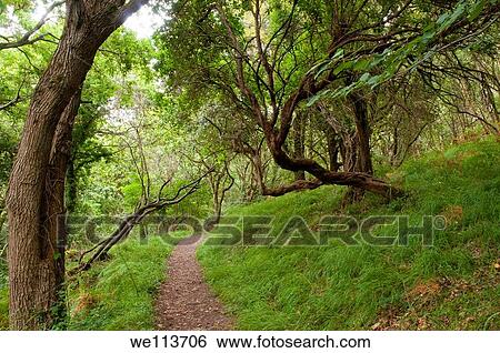 Path in the forest. Asturias, Spain. View Large Photo Image Stock Photograph - Path in the forest. Asturias, Spain.. Fotosearch
