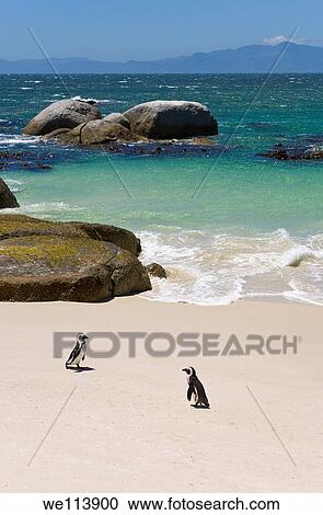 Penguins at Boulders Beach, Simons Town, South Africa View Large Photo Image Stock Image - Penguins at Boulders Beach, Simons Town, South Africa. Fotosearch