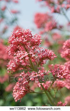 Pink Valerian View Large Photo Image Stock Image - Pink Valerian. Fotosearch