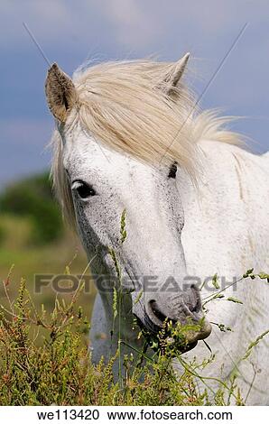 Portrait of Camargue horse with wavy mane, Camargue, Frankreich View Large Photo Image Stock Image - Portrait of Camargue horse with wavy mane, Camargue, Frankreich. Fotosearch