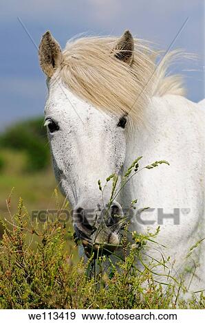 Stock Photo - Portrait of Camargue horse with wavy mane, Camargue, Frankreich. Fotosearch