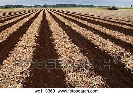 Rows of mature onions freshly pulled from the ground drying at a Holland Marsh farm View Large Photo Image Stock Photo - Rows of mature onions freshly pulled from the ground drying at a Holland Marsh farm. Fotosearch