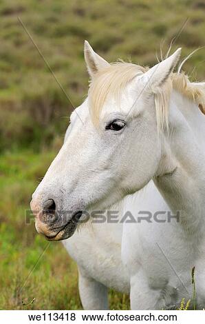 Side portrait of Camargue horse, Camargue, Frankreich View Large Photo Image Stock Photo - Side portrait of Camargue horse, Camargue, Frankreich. Fotosearch