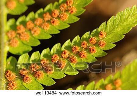 Picture - Sori on leaf underside of Common male fern, Dryopteris filix-mas. Fotosearch